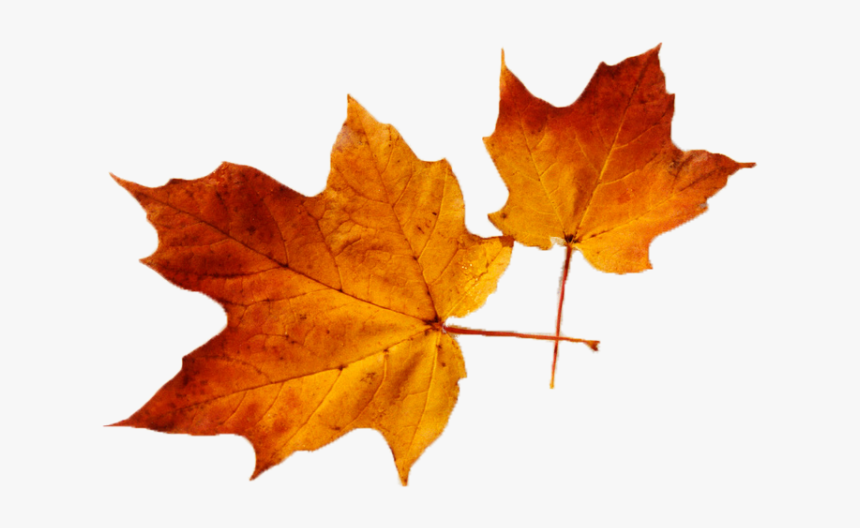 Canadian Leaves Png, Transparent Png, Free Download