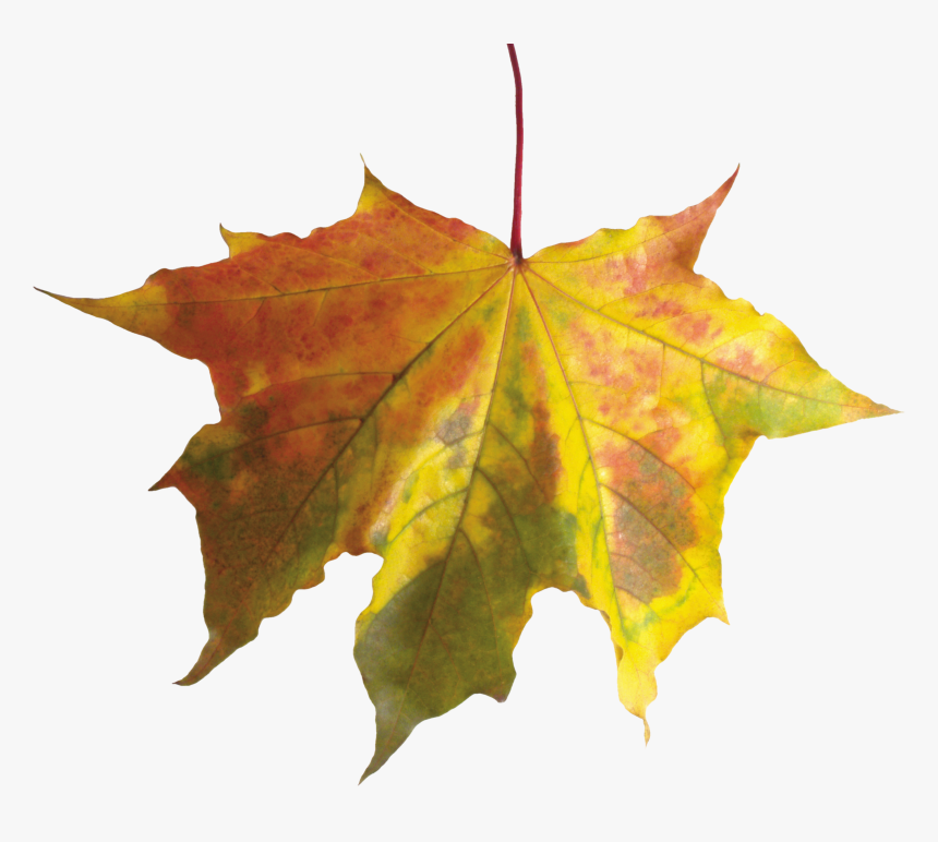 Fall Leaves No Background - Autumn Leaf No Background, HD Png Download, Free Download