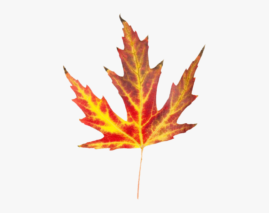 Fall Foliage Png - Leaves That Look Like Fire, Transparent Png, Free Download