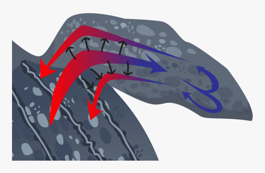 A Diagram Of Heat Flow In A Turtle"s Flipper - Graphic Design, HD Png Download, Free Download