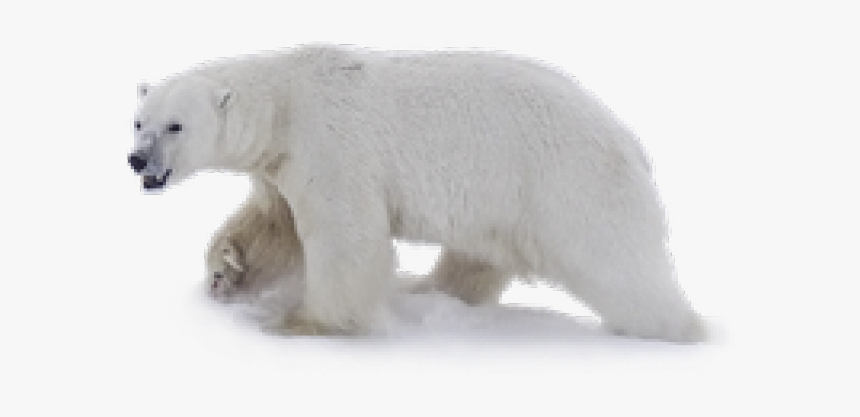 Polar Bear Png Transparent Images - Polar Bear Clear Background, Png Download, Free Download