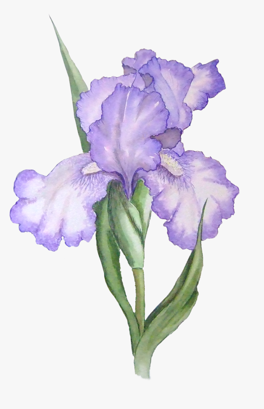 Transparent Background Purple Flower Transparent, HD Png Download, Free Download