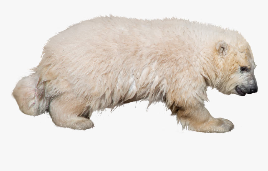 Polar Bear, Wild Animal, Isolated, Predator, Zoo - Polar Bear, HD Png Download, Free Download