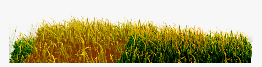 Brown Grass Png - Grass Png Yellow Hd, Transparent Png, Free Download