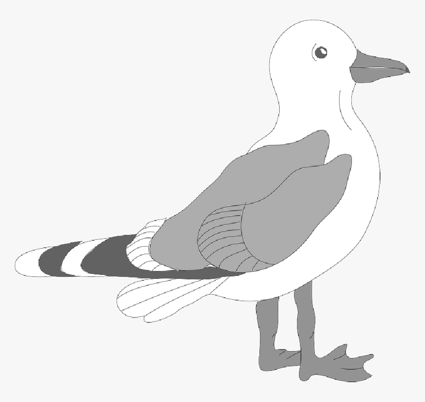 Download Gull Bird Png Transparent Images Transparent - Seagull Clipart Png, Png Download, Free Download