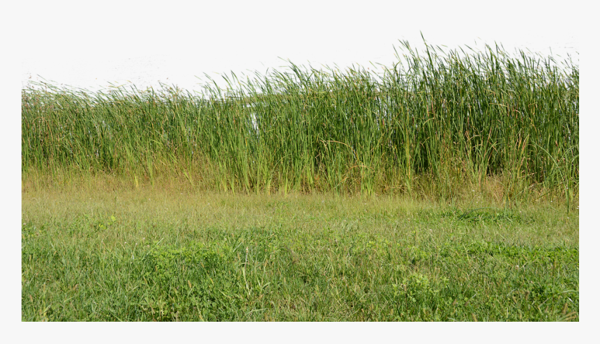 Transparent Grass Background Png - Transparent Background Wild Grass Png, Png Download, Free Download