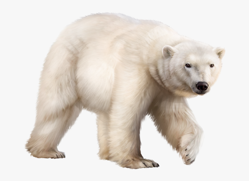 Transparent Polar Bear Clip Art - Ours Polaire Png, Png Download, Free Download