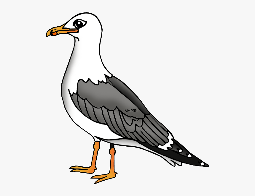 Transparent Bird Clipart - Seagull Clipart, HD Png Download, Free Download