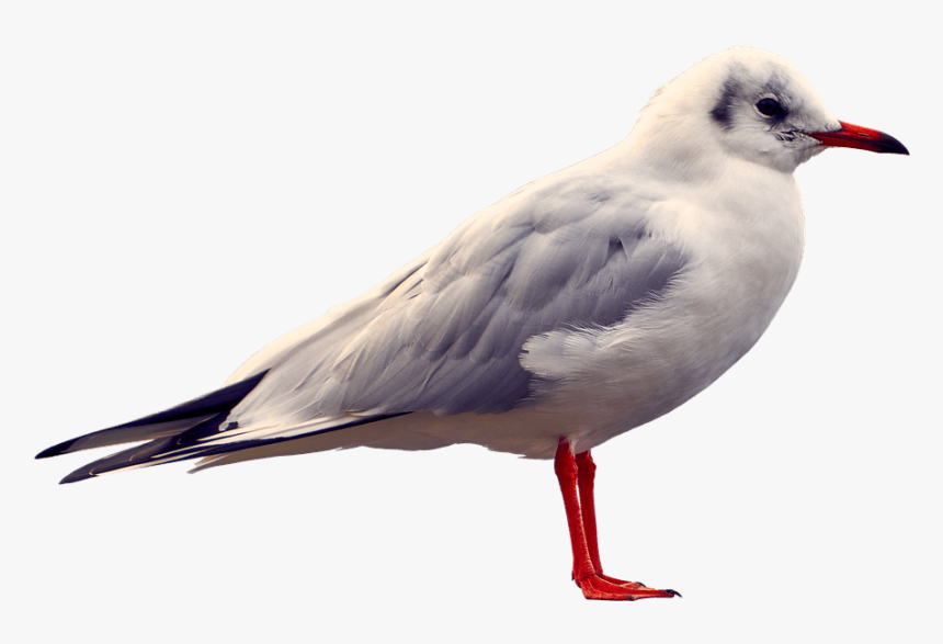 Seagull Transparent Png Image Free - Gull, Png Download, Free Download