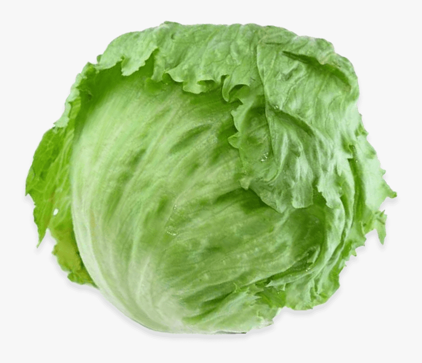 Romaine Lettuce Iceberg Lettuce Vegetable Salad Rijk - Iceberg Green Lettuce, HD Png Download, Free Download