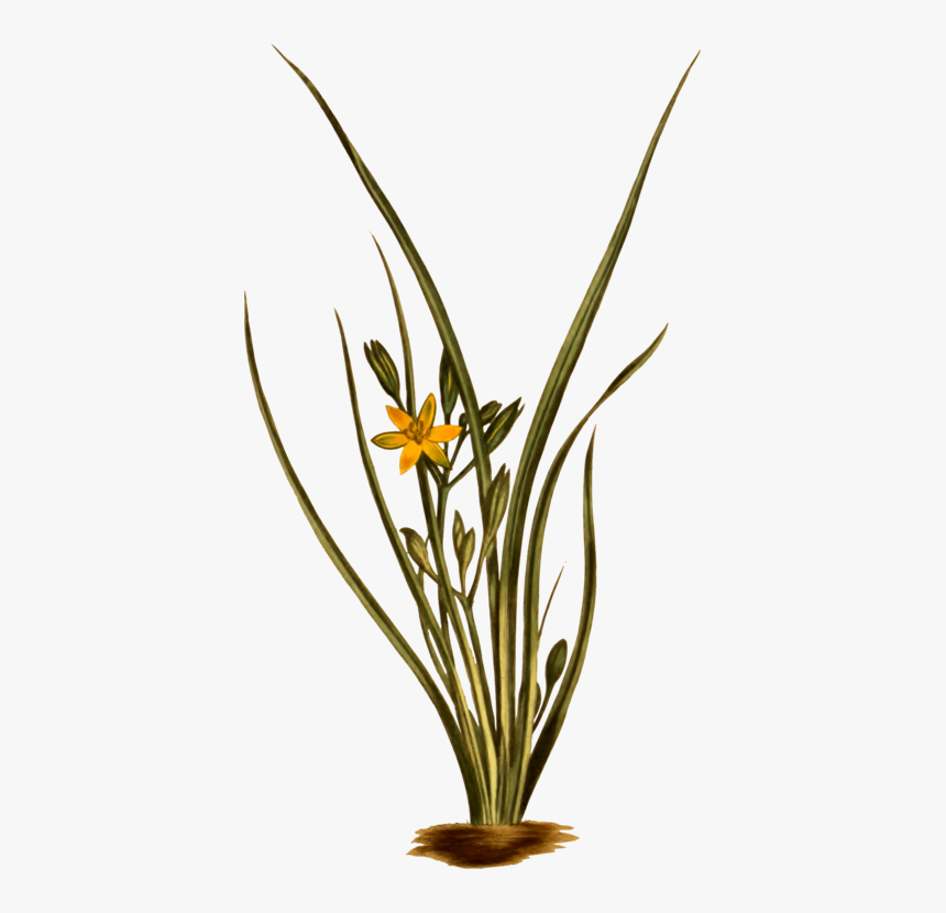 Transparent Grasses Png - Hypoxis Hirsuta, Png Download, Free Download