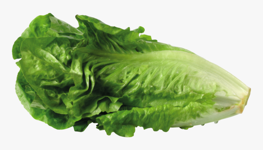 Greek Salad Lettuce Sandwich Clip Art Portable Network - Transparent Background Lettuce Transparent, HD Png Download, Free Download