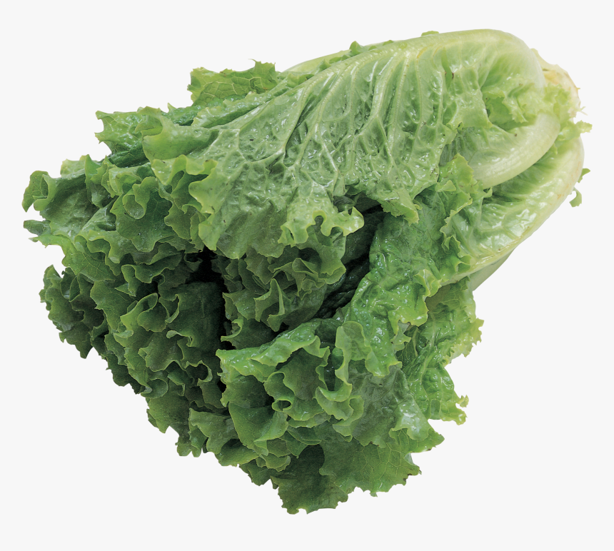 Salad Png Image - Lettuce With Transparent Background, Png Download, Free Download