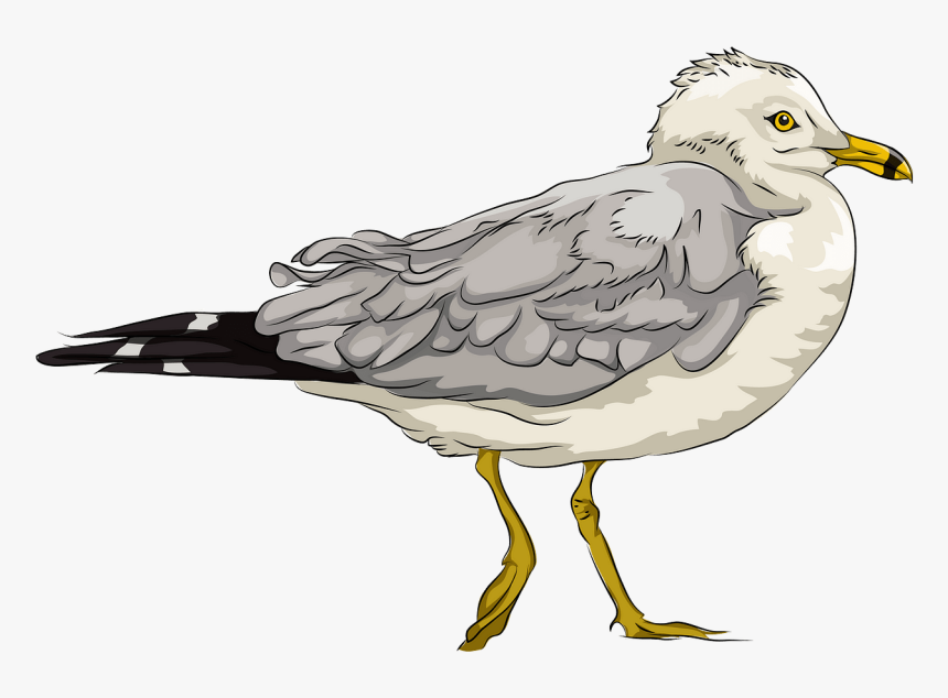 Seagull Clipart, HD Png Download, Free Download