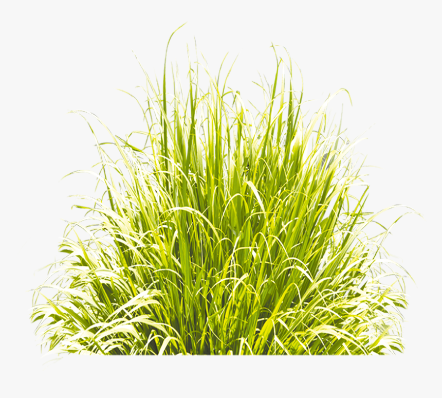 Grass Green Icon Download Free Image Clipart - Grasses Icon, HD Png Download, Free Download