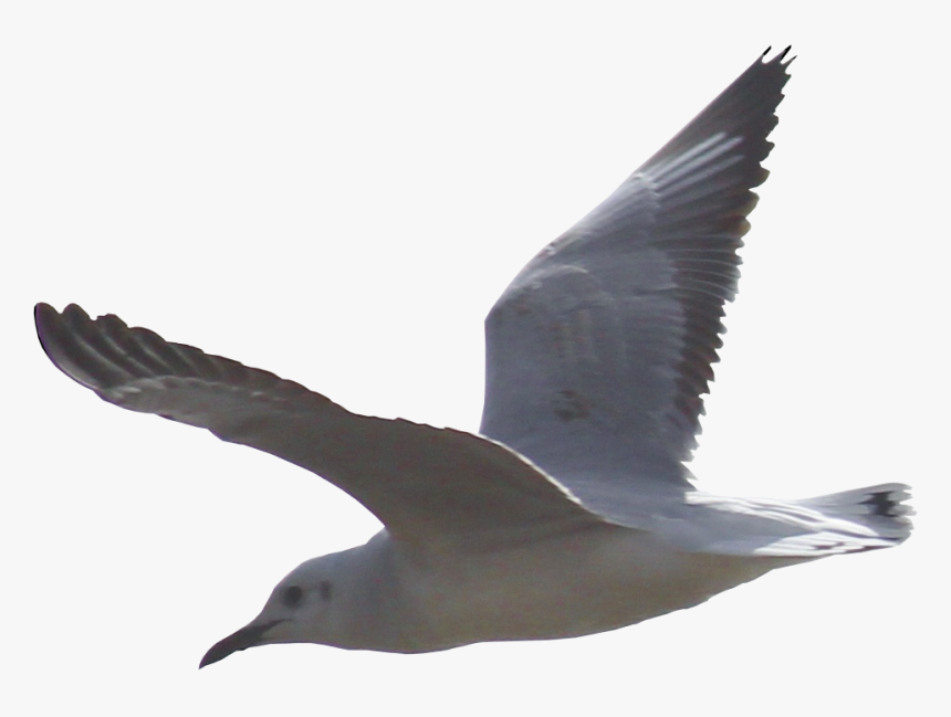 Gulls Png Background Image - Seagull Png, Transparent Png, Free Download