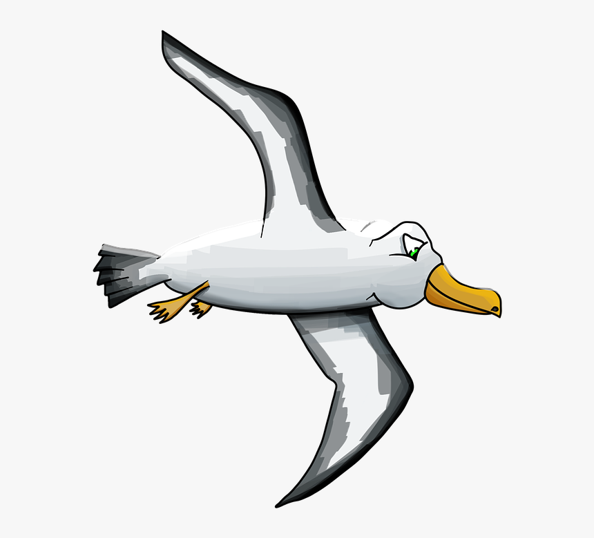 Albatross, Bird, Seagull, Petrel, Outlander, Cartoon - Albatross Cartoon Png, Transparent Png, Free Download