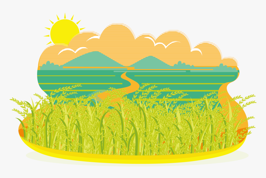 Grass-family - Rice Field Illustration Vector, HD Png Download, Free Download