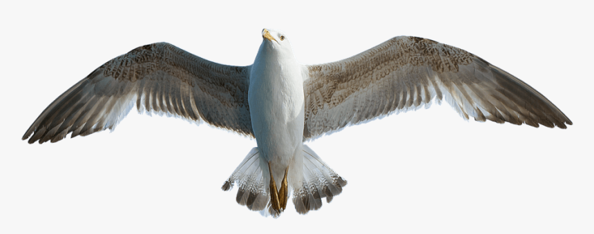 Seagull Transparent Png Image Free - Png Seagull, Png Download, Free Download