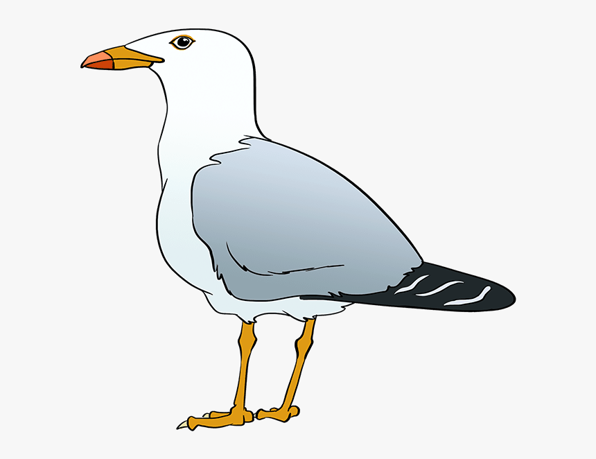 How To Draw Seagull - Seagull Cartoon Drawing, HD Png Download, Free Download