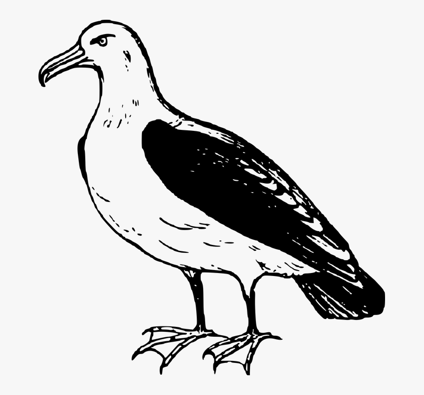 Albatross Png Transparent Image - Black Footed Albatross Drawing, Png Download, Free Download