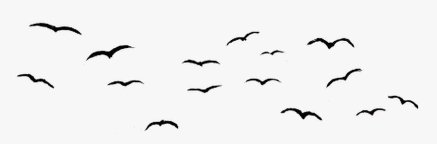 #birdsticker #flock Sticker #seagulls #flock #birds, HD Png Download, Free Download