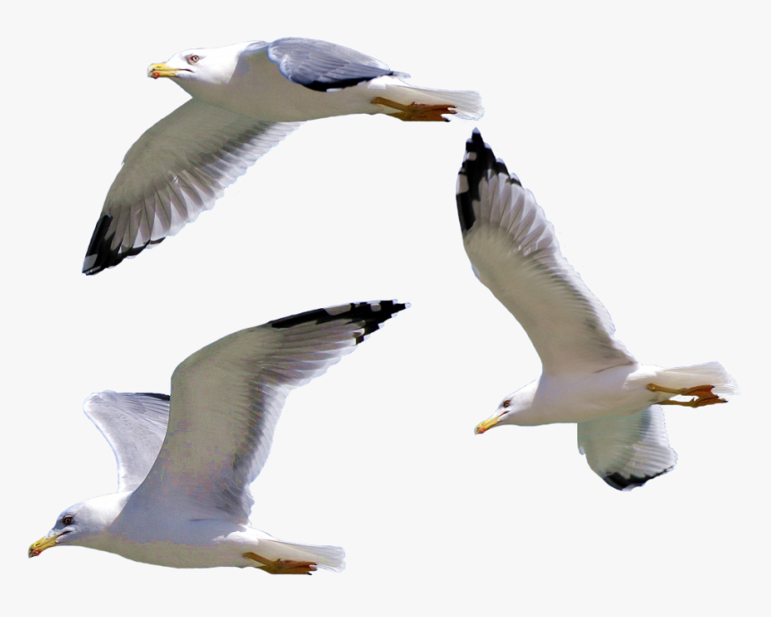 Bird European Herring Gull Gulls - Seagull Png, Transparent Png, Free Download