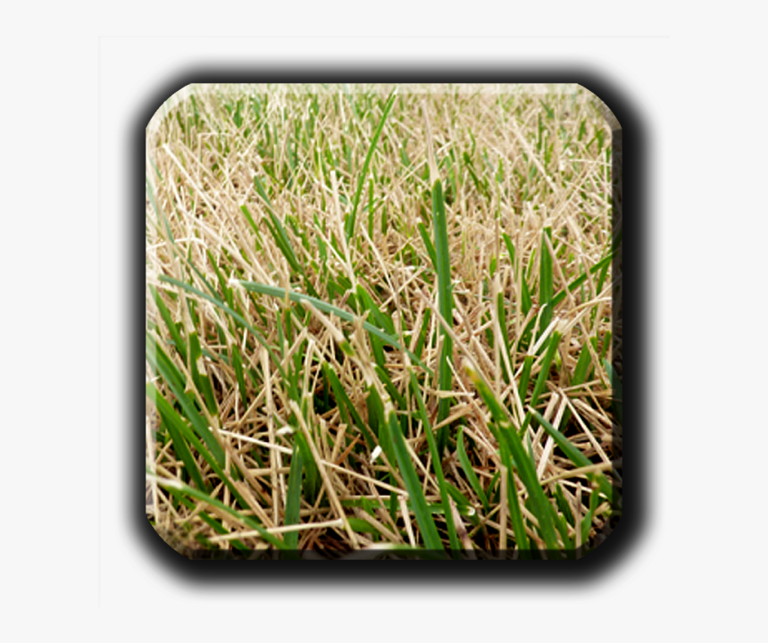 Ascochyta - Ascochyta Leaf Blight Of Lawns, HD Png Download, Free Download