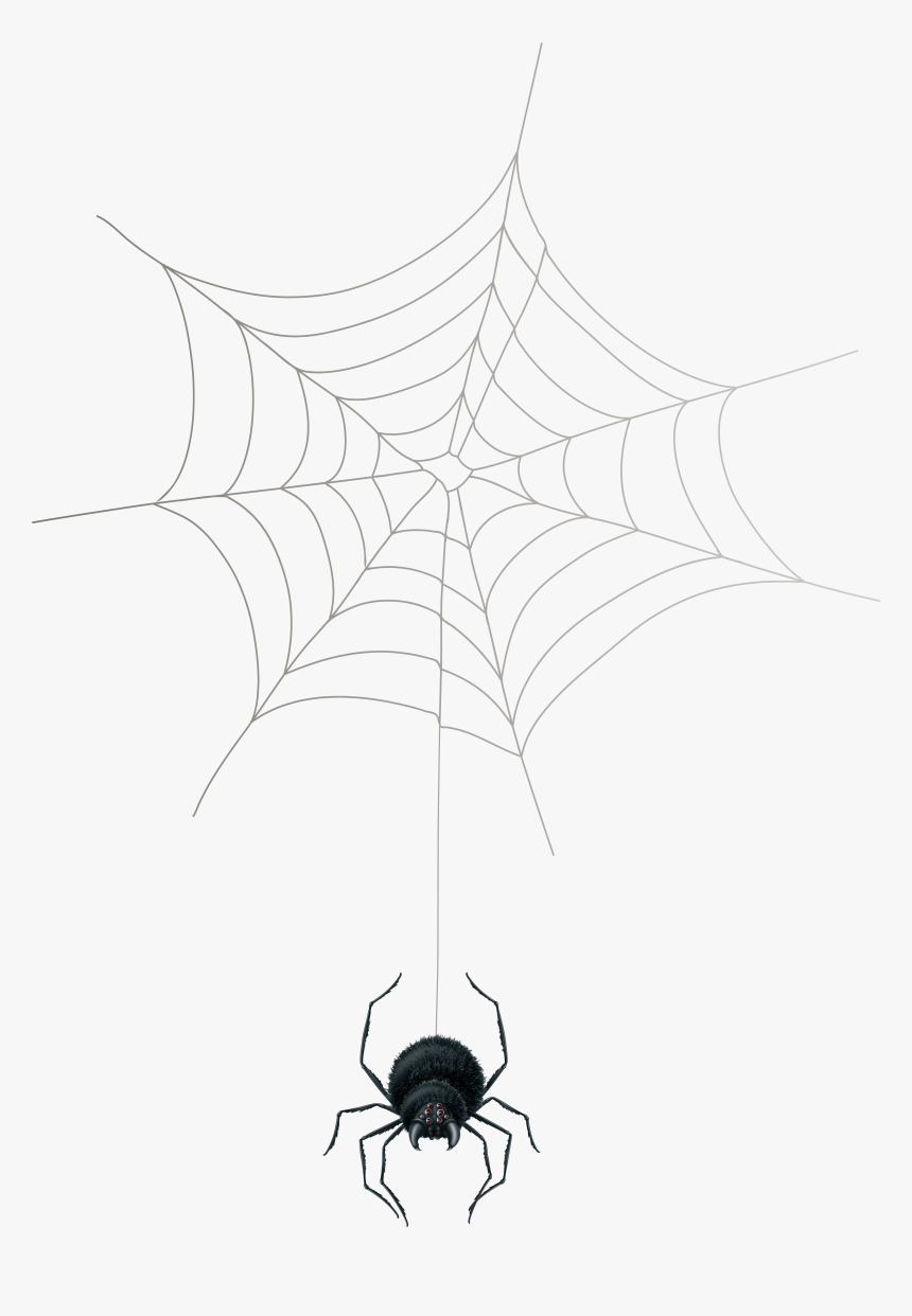 Spider Web Png - Spider Web, Transparent Png, Free Download