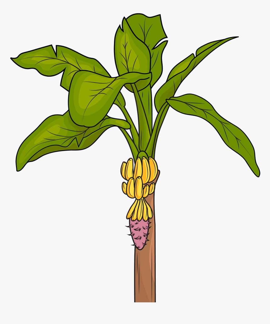 Banana Clipart Tree - Vector Image Banana Tree, HD Png Download, Free Download