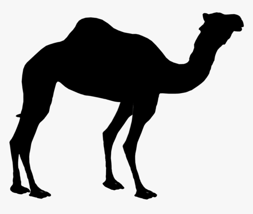 Dromedary Silhouette Clip Art Bactrian Camel Image - Camel Silhouette Png, Transparent Png, Free Download