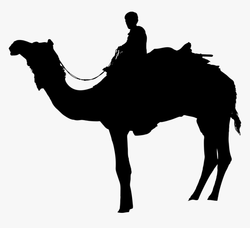 Animal - Arabian Camel, HD Png Download, Free Download