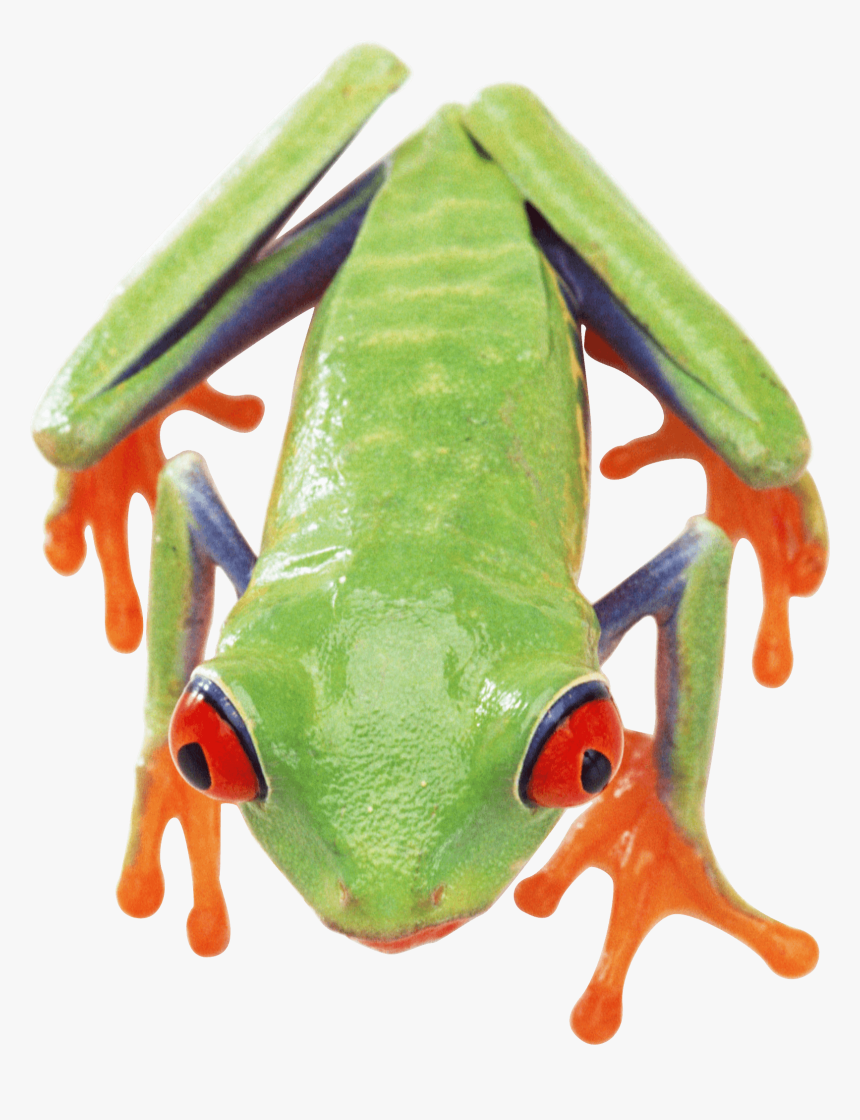 Frog Top Png, Transparent Png, Free Download