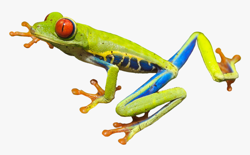 Red Eyed Tree Frog - Red Eyed Tree Frog Clip Art, HD Png Download, Free Download