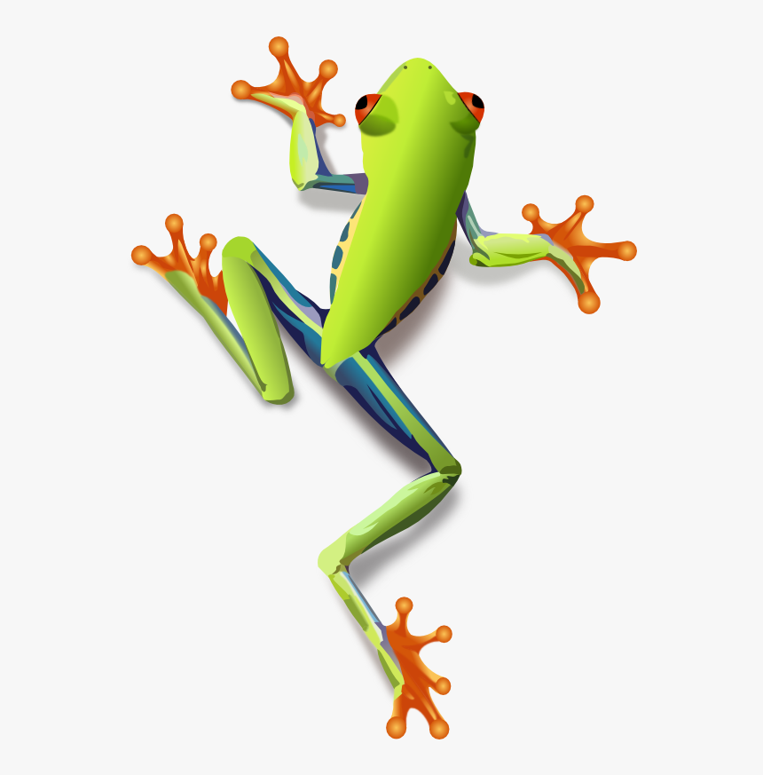 Animals F Frogs Png - Tree Frog Clipart, Transparent Png, Free Download
