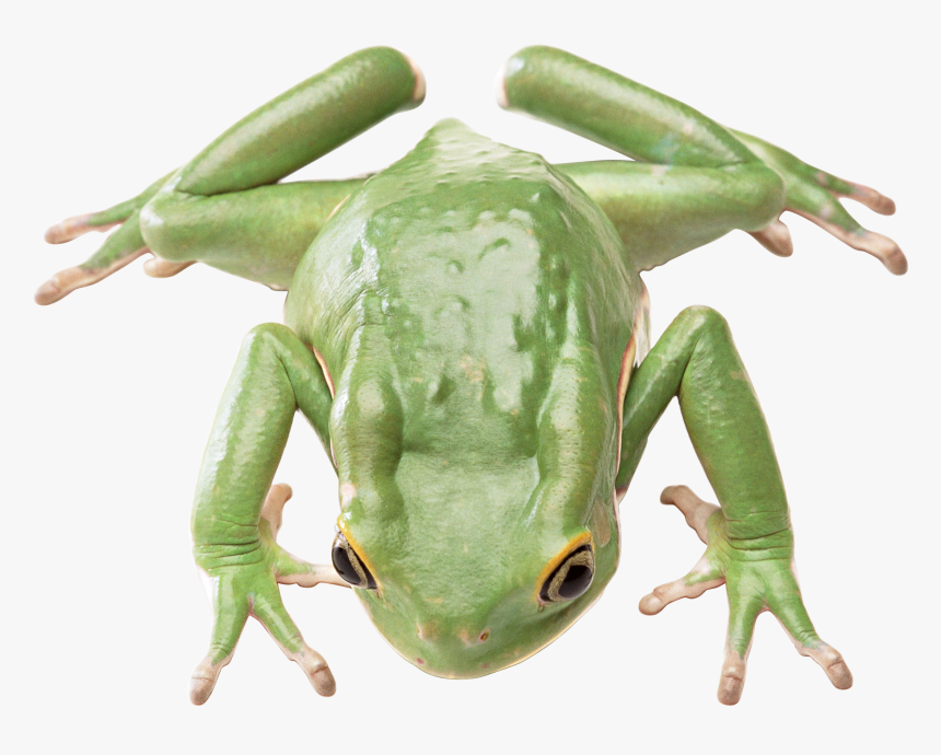 35734 - Frog Transparent Background, HD Png Download, Free Download