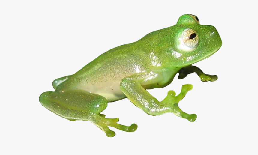 Green And Orange Frog Clipart - Frog, HD Png Download, Free Download