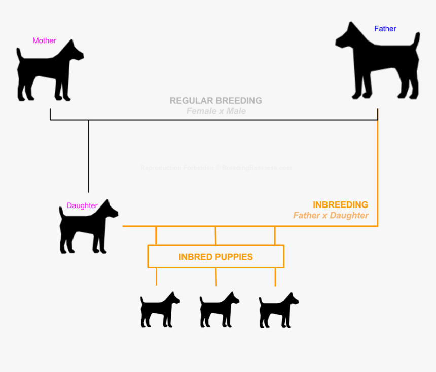 Dog Inbreeding - Inbreeding Dogs, HD Png Download, Free Download