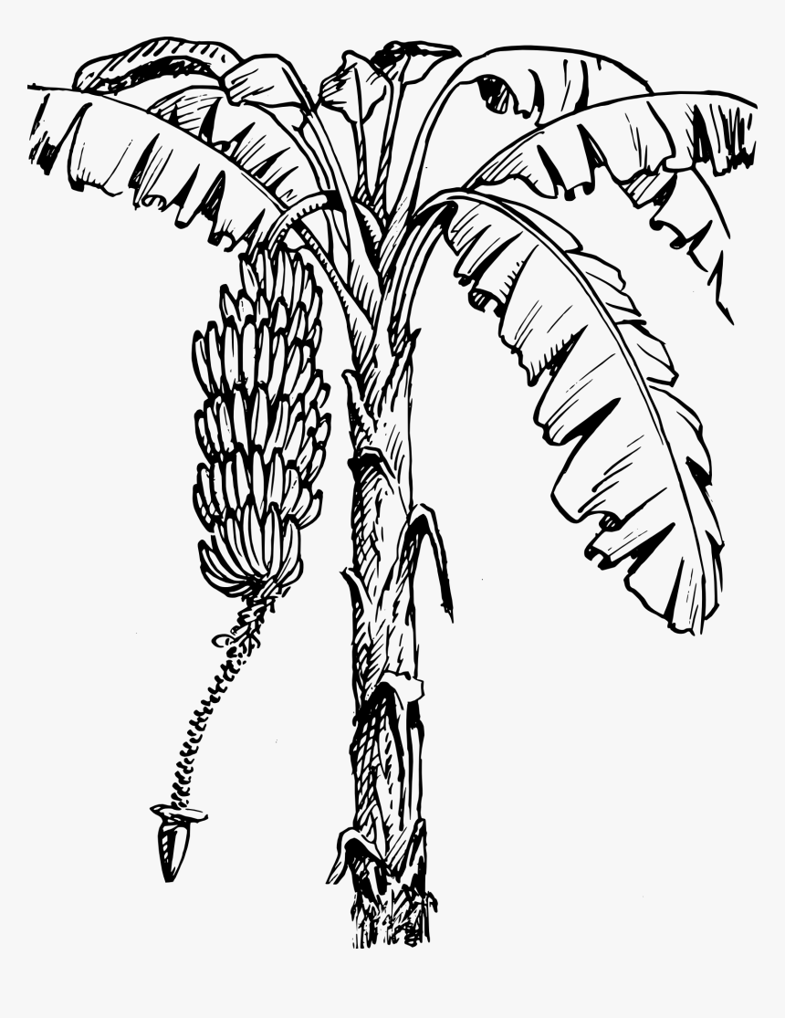 Shiny Banana Clipart, Vector Clip Art Online, Royalty - Outline Of Banana Tree, HD Png Download, Free Download