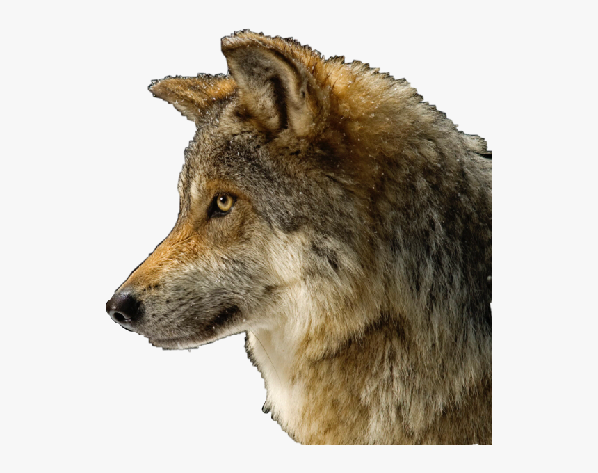 #wolf #dog #cute #evil #mean #wolfy #brown #freetoedit - Lobo Psd, HD Png Download, Free Download