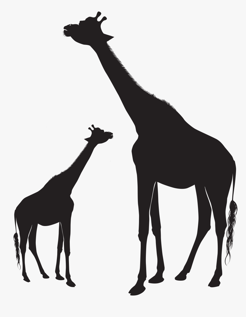 Giraffes Png Clip Art, Transparent Png, Free Download