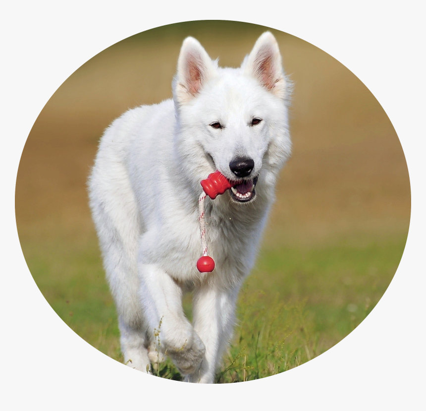 Image Icon - White Dog, HD Png Download, Free Download