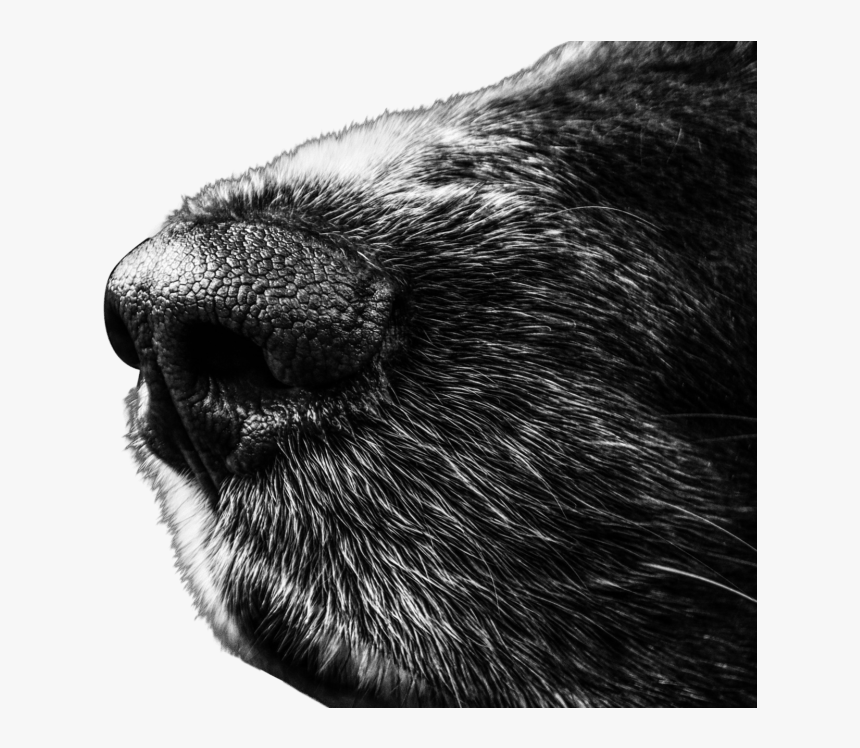 Afb Detector Dogs Explained - Animal 4k Black And White, HD Png Download, Free Download