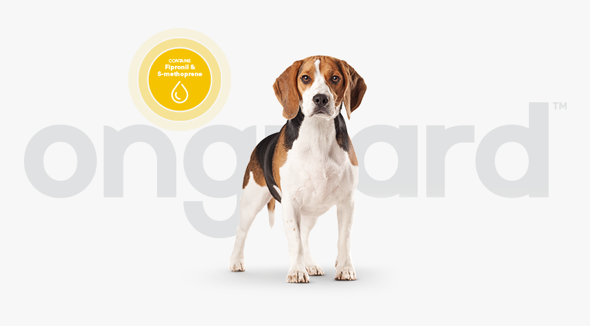 Beagle, HD Png Download, Free Download