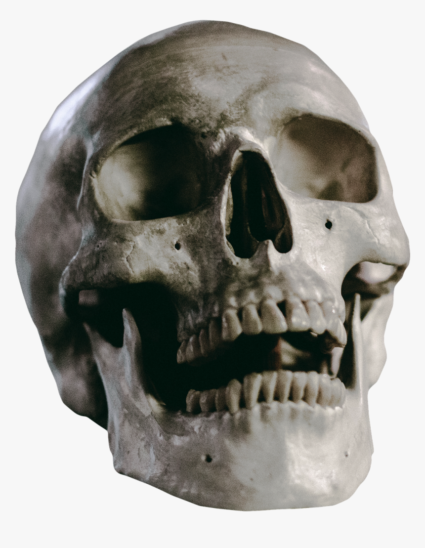 Skull Skeleton Head Free Picture - Skull Sitting On Table, HD Png Download, Free Download
