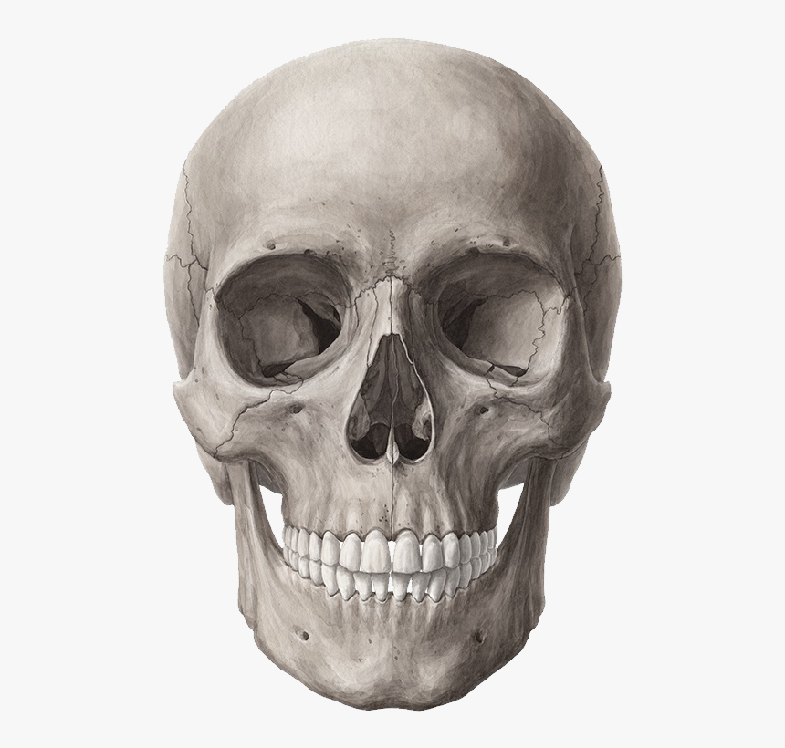 Skull Png - Frontal Bone, Transparent Png, Free Download