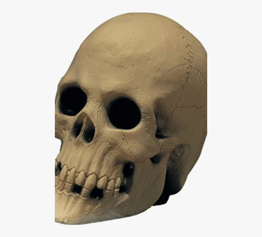 Rubber Prop Skull - Skull, HD Png Download, Free Download