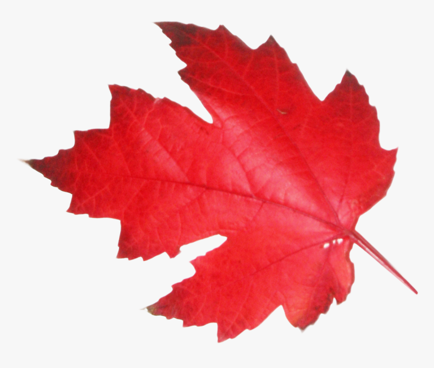 Transparent Canadian Maple Leaf, HD Png Download, Free Download