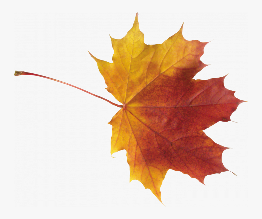 Best Free Autumn Leaves Png - Autumn Leaf Png, Transparent Png, Free Download