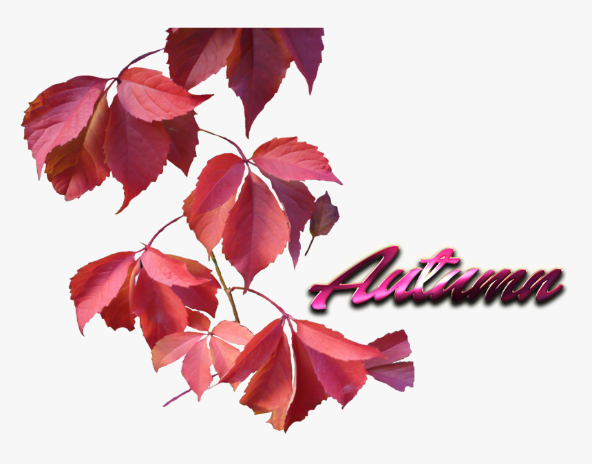 Autumn Leaves Png File - Pink Fall Leaves Png, Transparent Png, Free Download